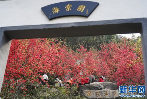 又是春花爛漫時(shí) 南昌太陽谷游人不絕鳳凰網(wǎng)江西 鳳凰網(wǎng)