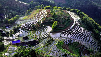 紫鵲界盛裝啟航，9月8日正式向游客開放，園區(qū)管理服務(wù)全面升級(jí)